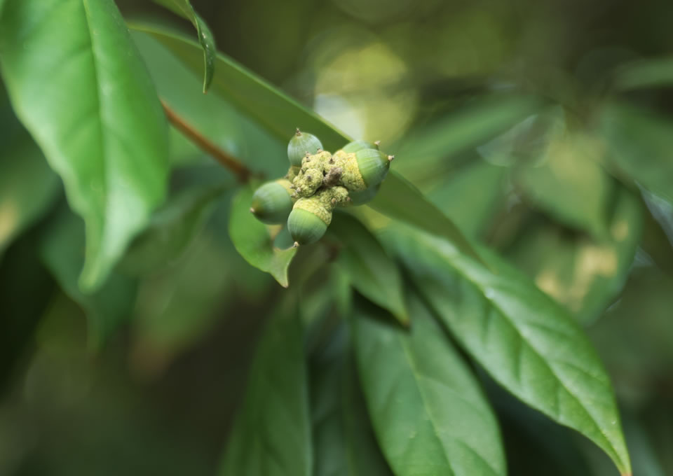 シリブカガシ 写真